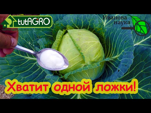 Гусенички и блошки градом слетают с листьев