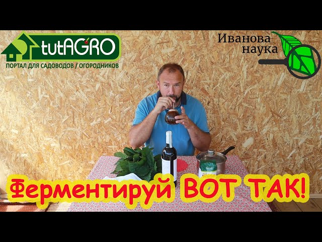 Ферментация листьев малины и еживики