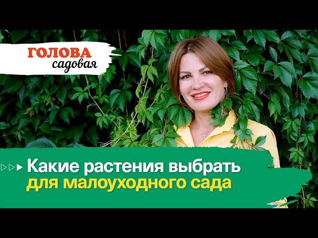 Какие растения выбрать для малоуходного сада