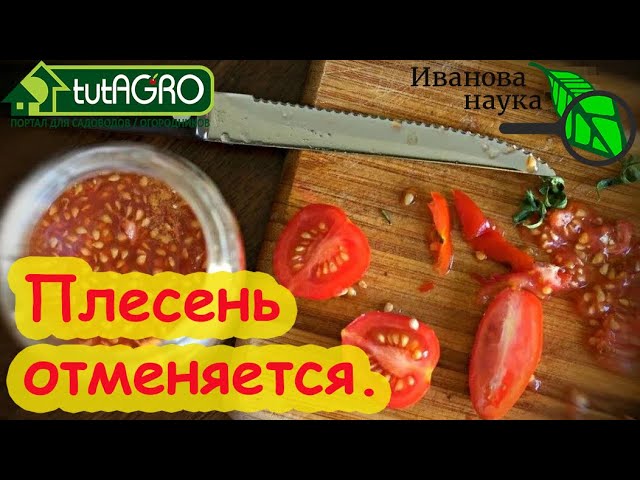 Сбор семян томатов