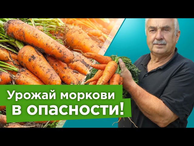 Срочно выкопайте морковь, когда увидите эти признаки