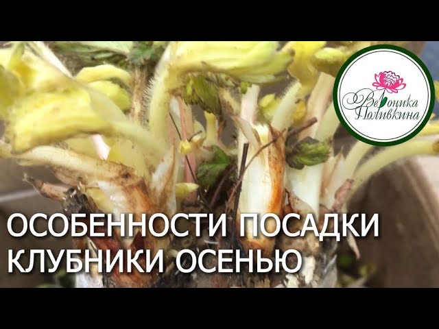 Осенняя посадка клубники фриго