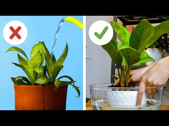 Полезные советы по выращиванию растений, которые вы легко сможете повторить