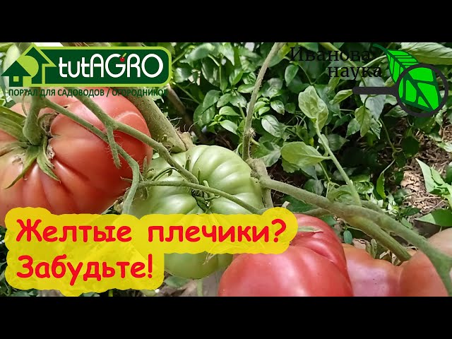 Никаких желтых плечиков на томатах