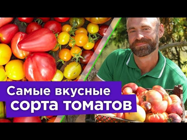 Самые вкусные, урожайные и устойчивые к болезням сорта томатов