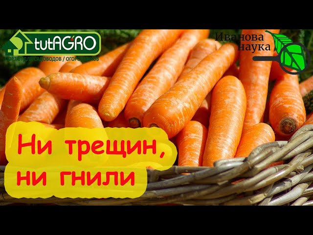 Руки прочь от моркови