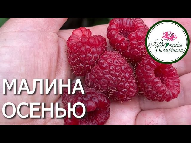 Малина осенью