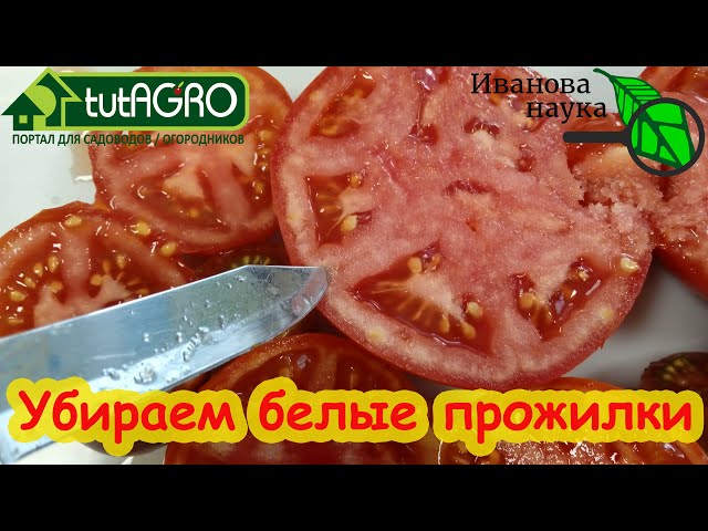 4 причины белых прожилок и невкусных томатов