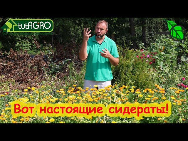 Как правильно сеять сидераты