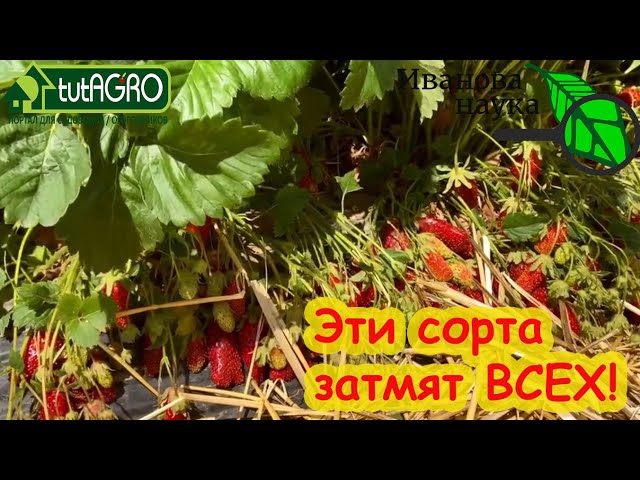 Эти сорта затмят всех