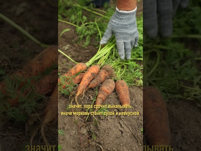 Морковь до весны будет сочной и не загниет