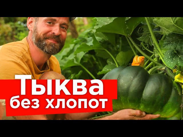 Огромный урожай тыквы без подкормок и поливов