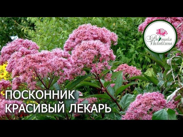 Посадите посконник -  он и красив, и садовый лекарь