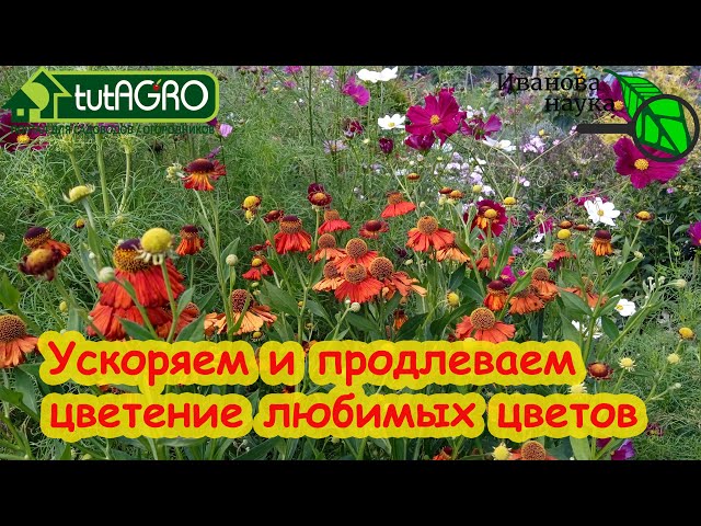 Ускоряем и продлеваем цветение любимых цветов