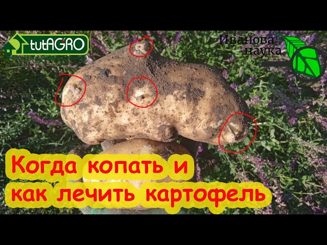 Точные сроки выкопки картофеля