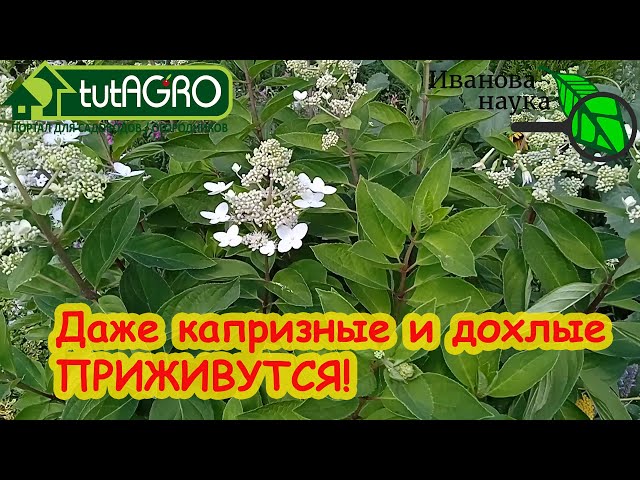 После этого даже дохлые и слабые, капризные и замученные пересылкой саженцы 100 % приживутся