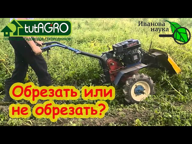 Картофель перед уборкой: обрезать ли ботву у картофеля