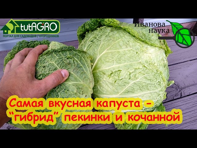 Эту капусту едим тоннами