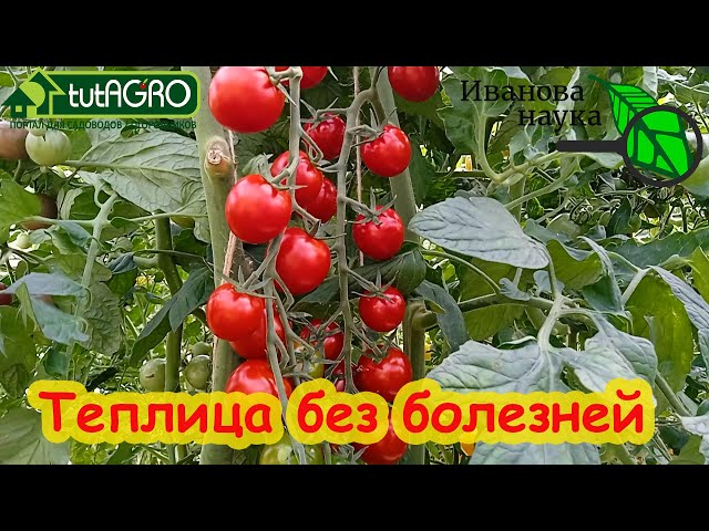 Банька для томата и огурца