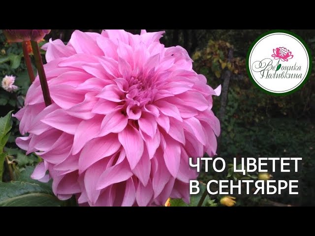 Что цветет в сентябре