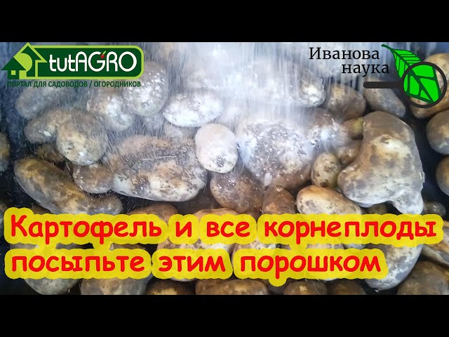 Посыпьте картофель этим порошком и он не будет гнить