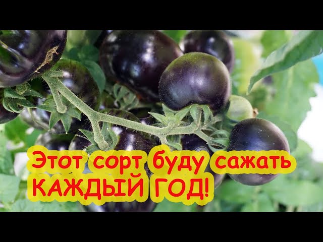 Пробую на вкус томаты гномов