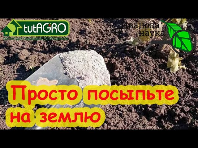 Посыпьте землю после уборки картофеля