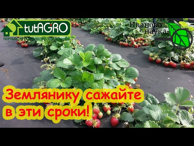 Лучшие сроки посадки земляники садовой и клубники