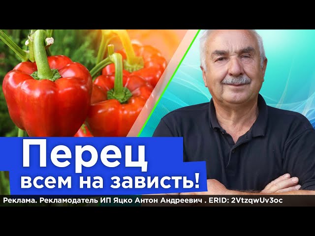 Перцы и баклажаны ломаются от урожая