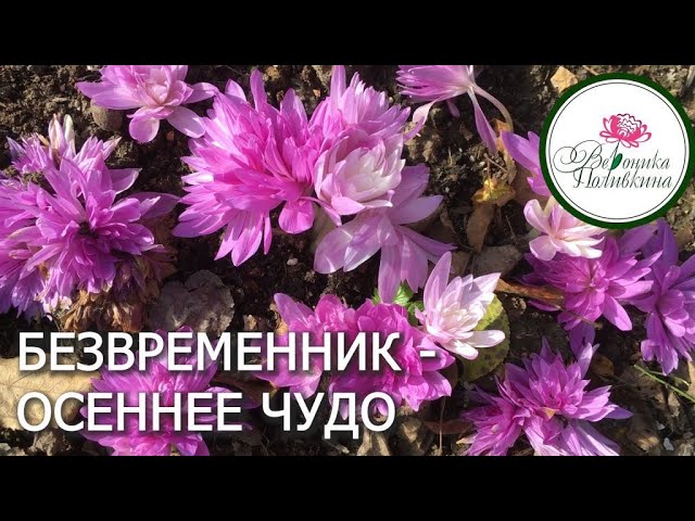 Безвременник - чудо в саду