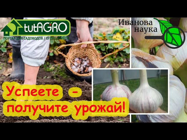 Чесночище с кулачище