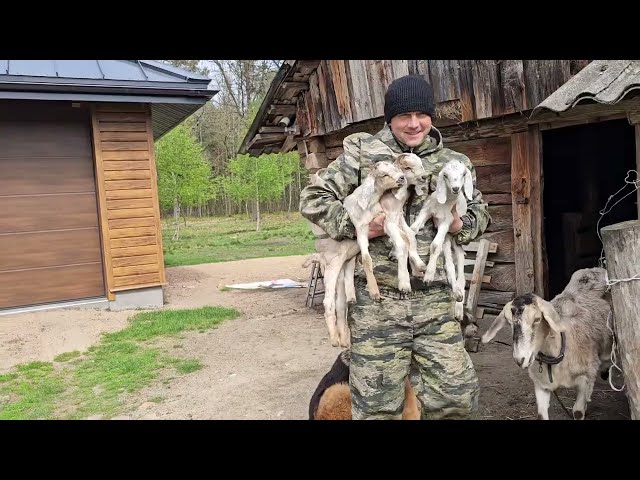 Свинка захотела и ушла из дома. Электричество в школе
