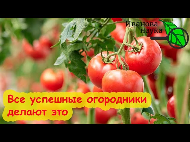 Заходя в теплицу, обязательно посмотрите на желтое