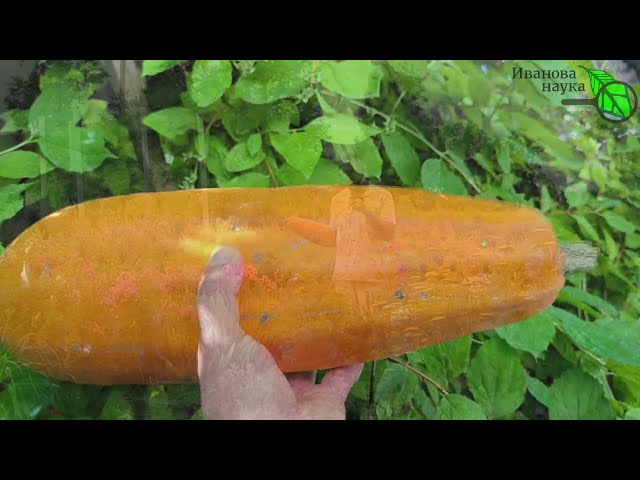Очень простая, но полезная и эффективная подкормка кабачков